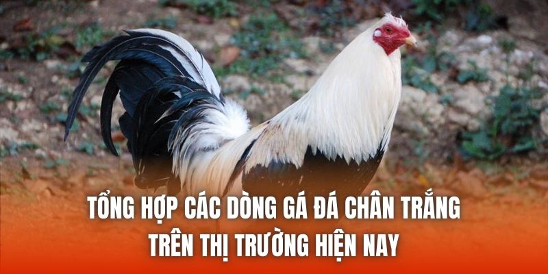 Các dòng gà đá chân trắng phổ biến