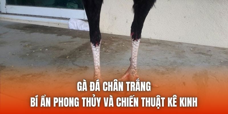 Gà Đá Chân Trắng - Chiến Kê Sát Thủ Huyền Thoại